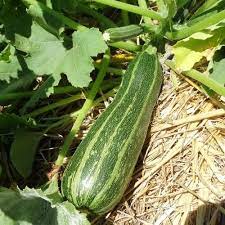 White Bush Zucchini Squash Seeds for Planting – Heirloom & Non-GMO Vegetable Seeds for Compact, High-Yield Gardens