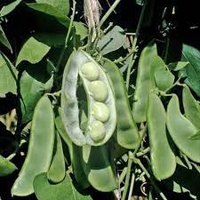 White Dixie Butter Bean Seeds for Planting – Heirloom & Non-GMO Vegetable Seeds for Warm-Climate Gardens