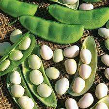 White Dixie Butter Bean Seeds for Planting – Heirloom & Non-GMO Vegetable Seeds for Warm-Climate Gardens