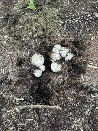 Mushroom Vegetable Seeds for Planting – Heirloom & Non-GMO Seeds for Indoor or Outdoor Gourmet Fungi