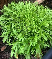 Endive Vegetable Seeds for Planting – Heirloom & Non-GMO Garden Seeds for Crisp, Bitter Leafy Greens