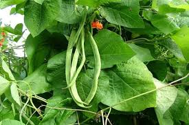 Green Runner Bean Vegetable Seeds for Planting – Heirloom & Non-GMO Garden Seeds for Vertical Yields