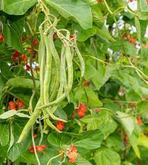 Green Runner Bean Vegetable Seeds for Planting – Heirloom & Non-GMO Garden Seeds for Vertical Yields