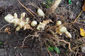 Jerusalem Artichoke Vegetable Seeds for Planting – Heirloom & Non-GMO Tubers for Nutritious Home Gardens