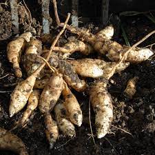 Jerusalem Artichoke Vegetable Seeds for Planting – Heirloom & Non-GMO Tubers for Nutritious Home Gardens
