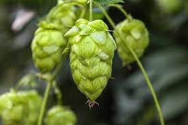 Dorado Hop Plant Seeds for Planting – Heirloom & Non-GMO Seeds for Brewing and Ornamental Use