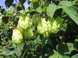 Dorado Hop Plant Seeds for Planting – Heirloom & Non-GMO Seeds for Brewing and Ornamental Use
