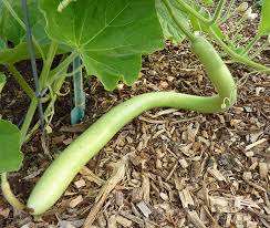 Green Cucuzzi Gourd Seeds for Planting – Heirloom & Non-GMO Seeds, Edible Long Gourds on Vigorous Vines
