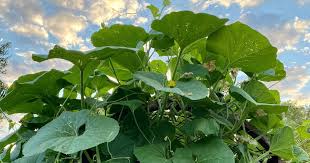 Green Cucuzzi Gourd Seeds for Planting – Heirloom & Non-GMO Seeds, Edible Long Gourds on Vigorous Vines
