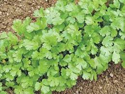 Coriander Herb Seeds for Planting – Heirloom & Non-GMO Seeds for Culinary and Medicinal Herb Gardens