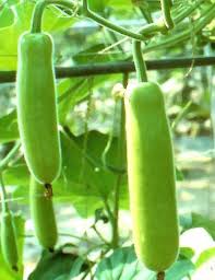 Splorias Bottle Gourd Vegetable Seeds for Planting – Heirloom & Non-GMO Garden Seeds for Edible & Ornamental Use