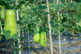 Splorias Bottle Gourd Vegetable Seeds for Planting – Heirloom & Non-GMO Garden Seeds for Edible & Ornamental Use