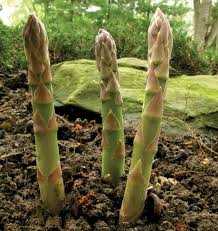 Mixed Asparagus Vegetable Seeds for Planting – Heirloom & Non-GMO Garden Seeds for Diverse Spear Varieties