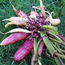 Late Red Yacon Vegetable Seeds for Planting – Heirloom & Non-GMO Garden Seeds for Sweet Crisp Tubers