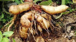 Late Red Yacon Vegetable Seeds for Planting – Heirloom & Non-GMO Garden Seeds for Sweet Crisp Tubers