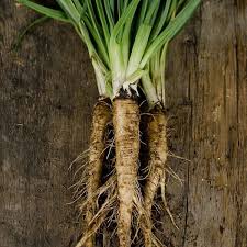 Brown Mammoth Salsify Seeds for Planting – Heirloom & Non-GMO Root Vegetable Seeds for Gourmet Gardens