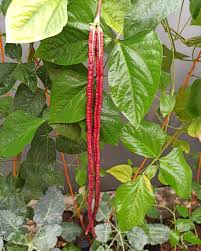 Red Long Bean Seeds for Planting – Heirloom & Non-GMO Vegetable Seeds for Stir-Fries and Garden Harvests