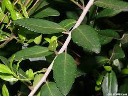 Green Yaupon Seeds for Planting – Heirloom & Non-GMO Herb Seeds for Caffeine-Rich Herbal Tea Gardens