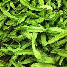 Sophocarpus Seeds for Planting – Heirloom & Non-GMO Legume Seeds for Soil Enrichment and Garden Health