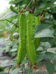 Sophocarpus Seeds for Planting – Heirloom & Non-GMO Legume Seeds for Soil Enrichment and Garden Health