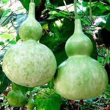 Cucurbita Lagenaria Seeds for Planting – Heirloom & Non-GMO Bottle Gourd Seeds for Unique Garden Harvests