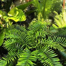 Florida Arrowroot Seeds for Planting – Heirloom & Non-GMO Root Crop Seeds for Tropical Garden Harvests