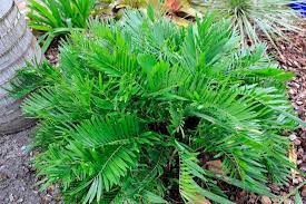 Florida Arrowroot Seeds for Planting – Heirloom & Non-GMO Root Crop Seeds for Tropical Garden Harvests