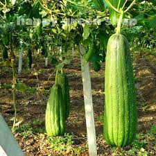 Green Luffa Sponge Seeds for Planting – Heirloom & Non-GMO Seeds for Edible Gourds and Natural Sponges