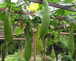 Green Luffa Sponge Seeds for Planting – Heirloom & Non-GMO Seeds for Edible Gourds and Natural Sponges