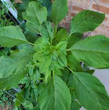 Green Callaloo Vegetable Seeds for Planting – Heirloom & Non-GMO Garden Seeds for Tropical Leafy Greens