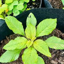 Green Callaloo Vegetable Seeds for Planting – Heirloom & Non-GMO Garden Seeds for Tropical Leafy Greens
