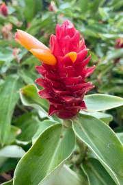 Red Costus Lima Plant Seeds for Planting – Heirloom & Non-GMO Tropical Garden Seeds for Rare Ornamental Beauty