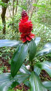 Red Costus Lima Plant Seeds for Planting – Heirloom & Non-GMO Tropical Garden Seeds for Rare Ornamental Beauty