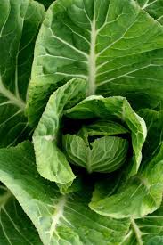 Green Collards Vegetable Seeds for Planting – Heirloom & Non-GMO Leafy Greens for Nutritious Garden Harvests