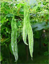 Thai Short Snake Gourd Vegetable Seeds for Planting – Heirloom & Non-GMO Seeds for Exotic Garden Vegetables