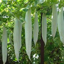Thai Short Snake Gourd Vegetable Seeds for Planting – Heirloom & Non-GMO Seeds for Exotic Garden Vegetables