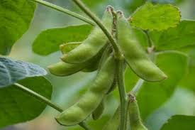 Green Soya Bean Vegetable Seeds for Planting – Heirloom & Non-GMO Garden Seeds for Protein-Rich Harvests