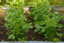 Green Coriander Vegetable Seeds for Planting – Heirloom & Non-GMO Herb Seeds for Culinary Gardens