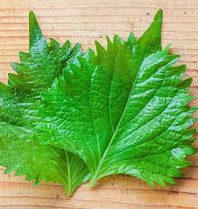 Green Shiso Plant Seeds for Planting – Heirloom & Non-GMO Herb Seeds for Aromatic Culinary Garnishes