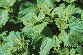 Green Shiso Plant Seeds for Planting – Heirloom & Non-GMO Herb Seeds for Aromatic Culinary Garnishes