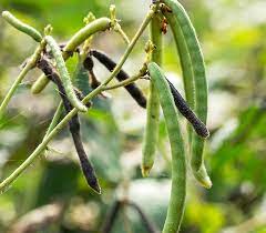 Green Mung Bean Vegetable Seeds for Planting – Heirloom & Non-GMO Seeds for Protein-Rich Sprouts & Microgreens