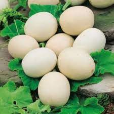 White Nest Egg Gourd Vegetable Seeds for Planting – Heirloom & Non-GMO Seeds for Decorative Craft Gourds