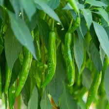 Green Chili Vegetable Seeds for Planting – Heirloom & Non-GMO Pepper Seeds for Spicy Garden Harvests