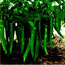 Green Chili Vegetable Seeds for Planting – Heirloom & Non-GMO Pepper Seeds for Spicy Garden Harvests