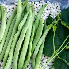 White Mogettes Beans Vegetable Seeds for Planting – Heirloom & Non-GMO Garden Seeds for Traditional Recipes