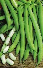 White Mogettes Beans Vegetable Seeds for Planting – Heirloom & Non-GMO Garden Seeds for Traditional Recipes