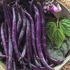 Green Violet Bean Vegetable Seeds for Planting – Heirloom & Non-GMO Garden Seeds with Ornamental Edible Pods