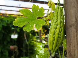 Pale Green Bitter Gourd Vegetable Seeds for Planting – Heirloom & Non-GMO Seeds for Healthy Garden Harvests