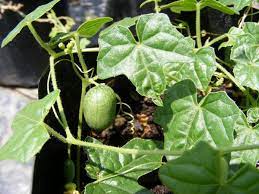 Cucamelon (Green Scabra) Vegetable Seeds for Planting – Heirloom & Non-GMO Mini Crunchy Melon-Like Fruits