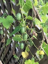 Cucamelon (Green Scabra) Vegetable Seeds for Planting – Heirloom & Non-GMO Mini Crunchy Melon-Like Fruits